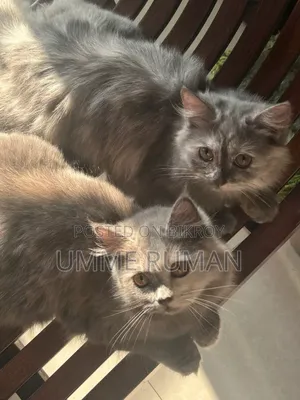 3-6 Months Female Purebred Persian