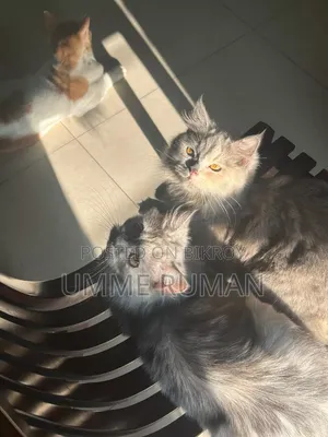 3-6 Months Female Purebred Persian