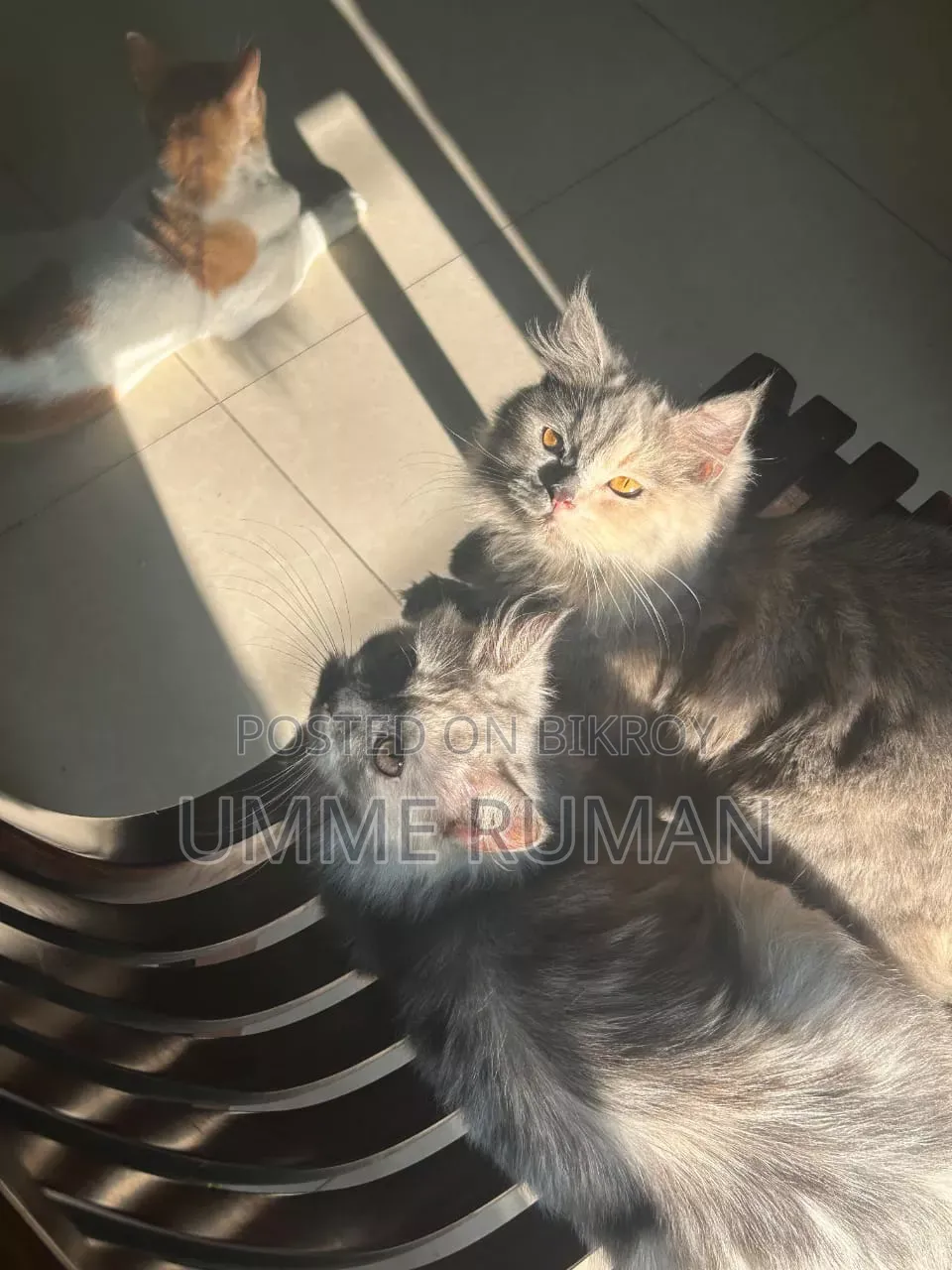 3-6 Months Female Purebred Persian
