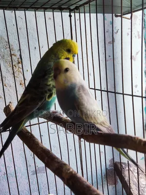 Tame Sized Birds