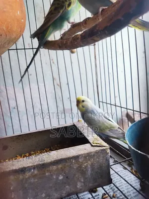 Tame Sized Birds
