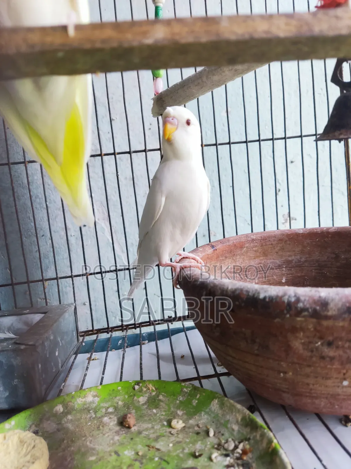 Tame Sized Birds