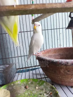 Tame Sized Birds
