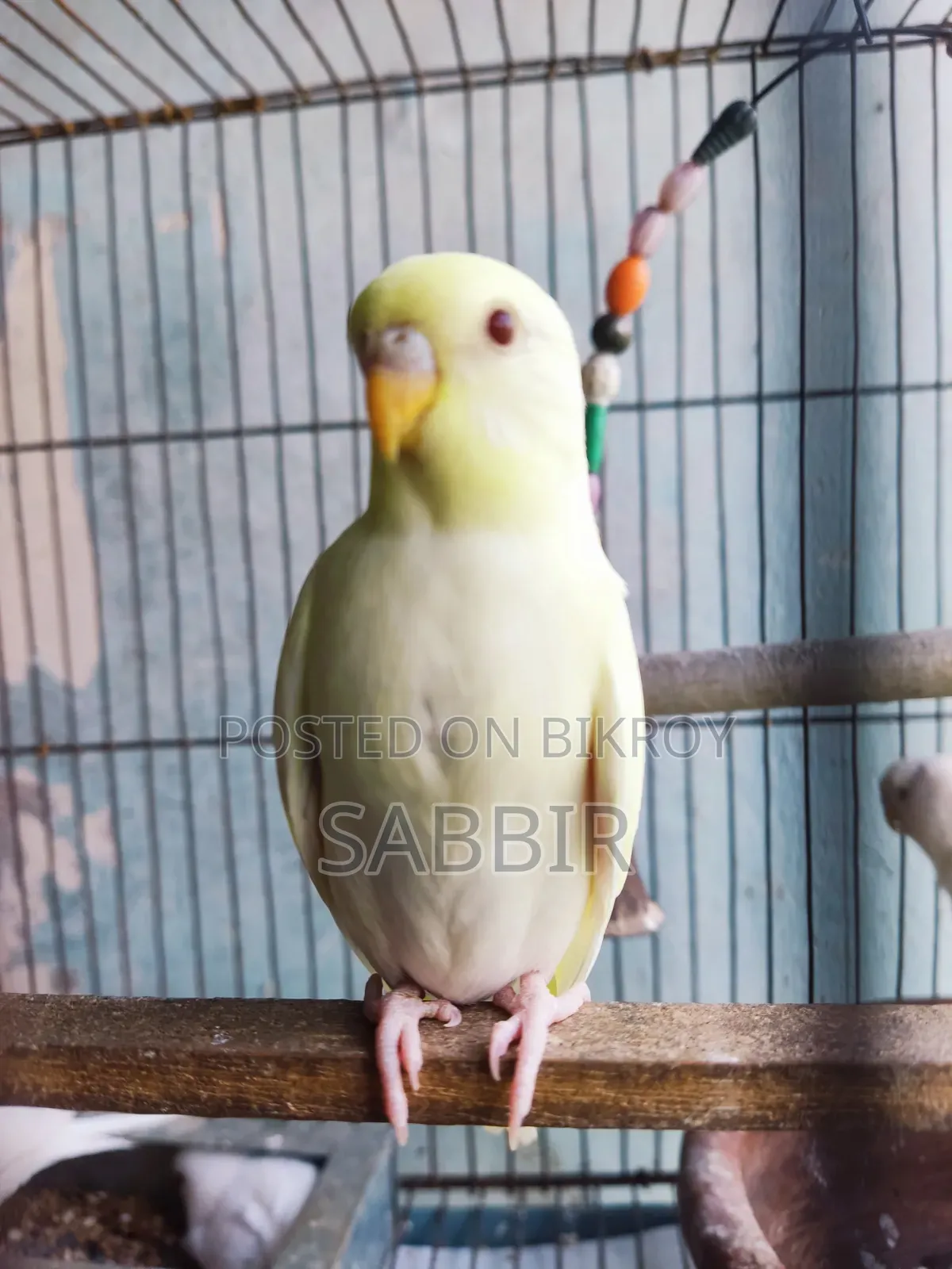 Tame Sized Birds