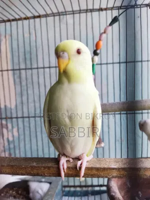 Tame Sized Birds