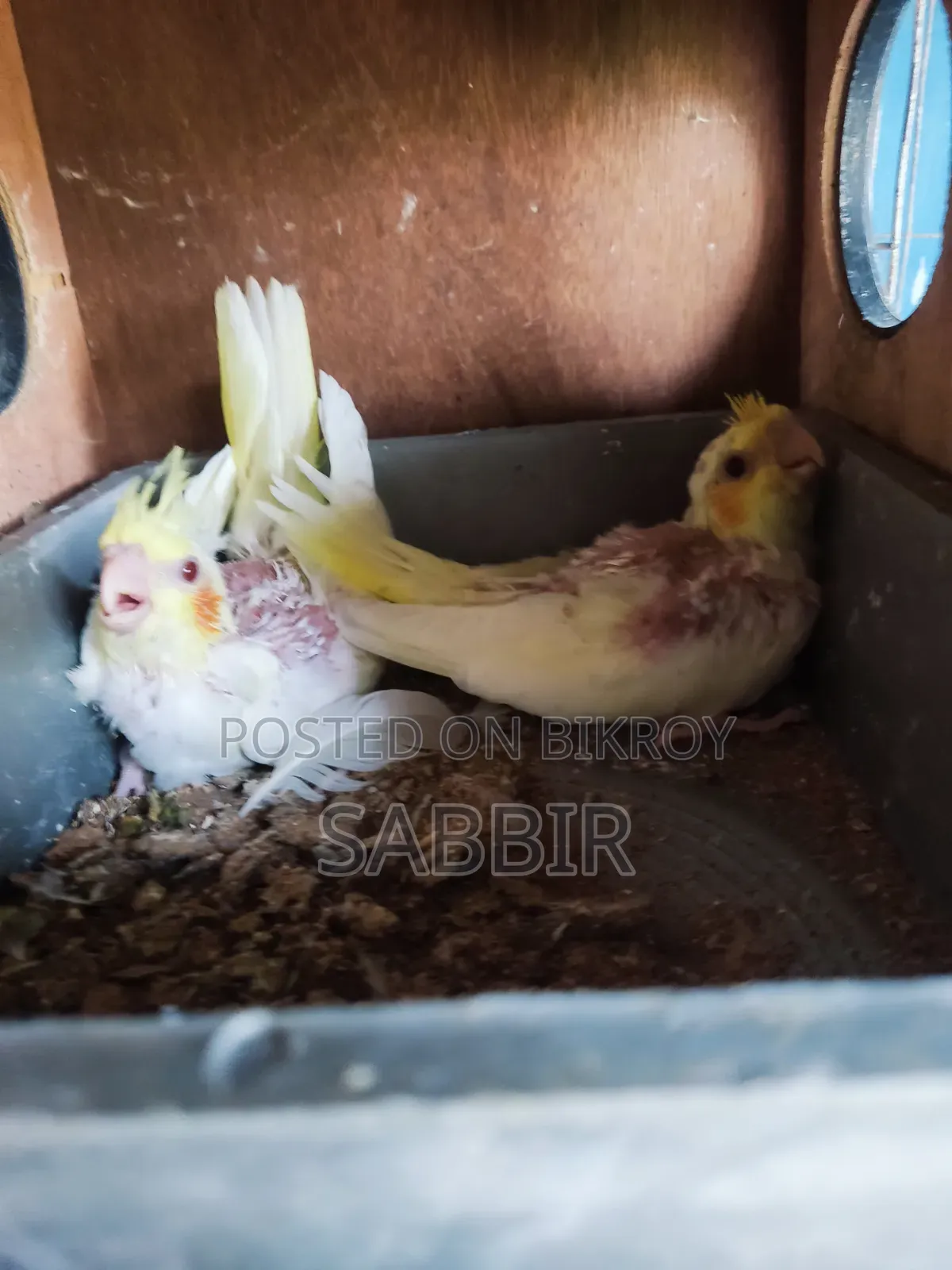 Tame Sized Birds