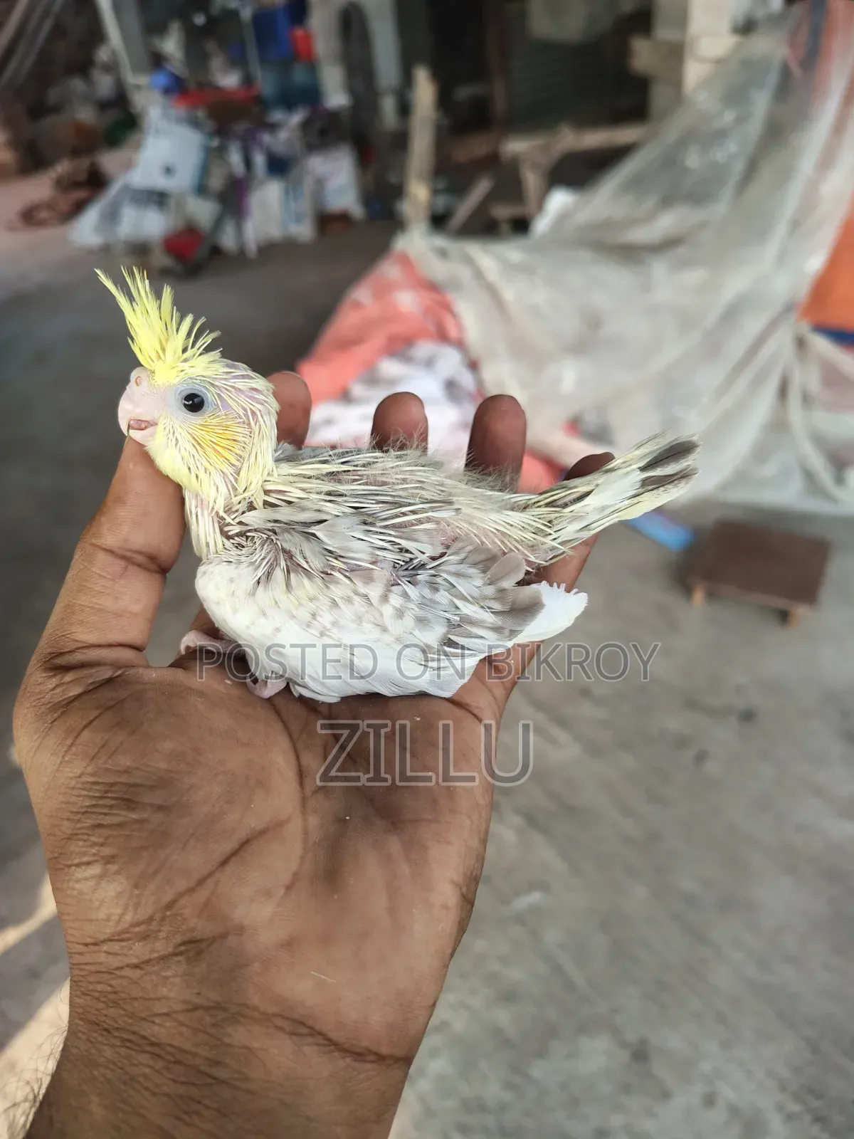 Tame Sized Pastel Face Cockatiel Baby