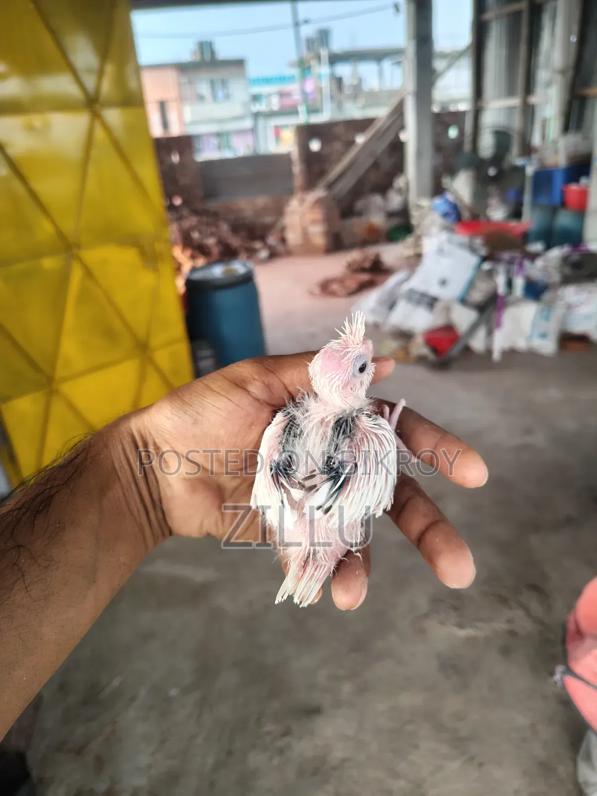 Tame Sized Pastel Face Cockatiel Baby