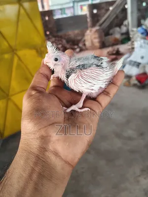 Tame Sized Pastel Face Cockatiel Baby