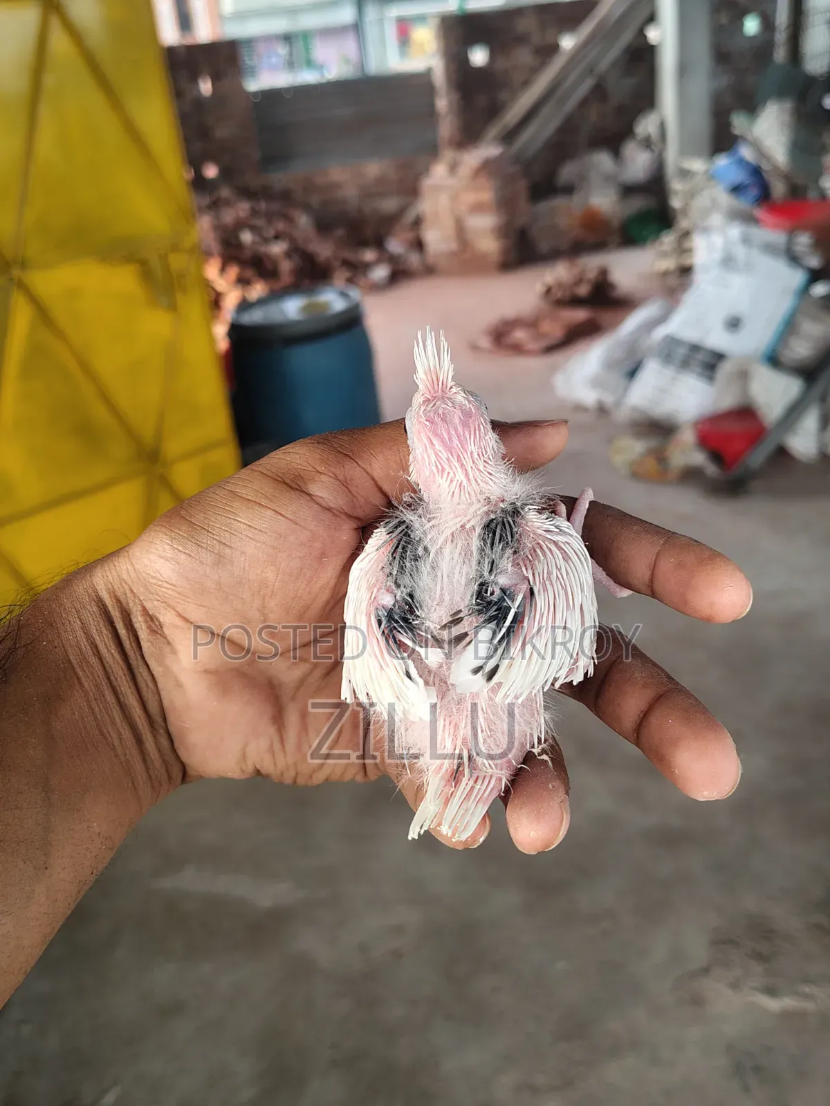 Tame Sized Pastel Face Cockatiel Baby