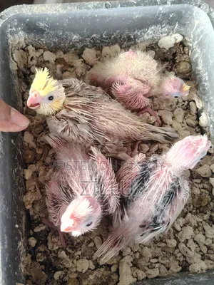 Tame Sized Pastel Face Cockatiel Baby
