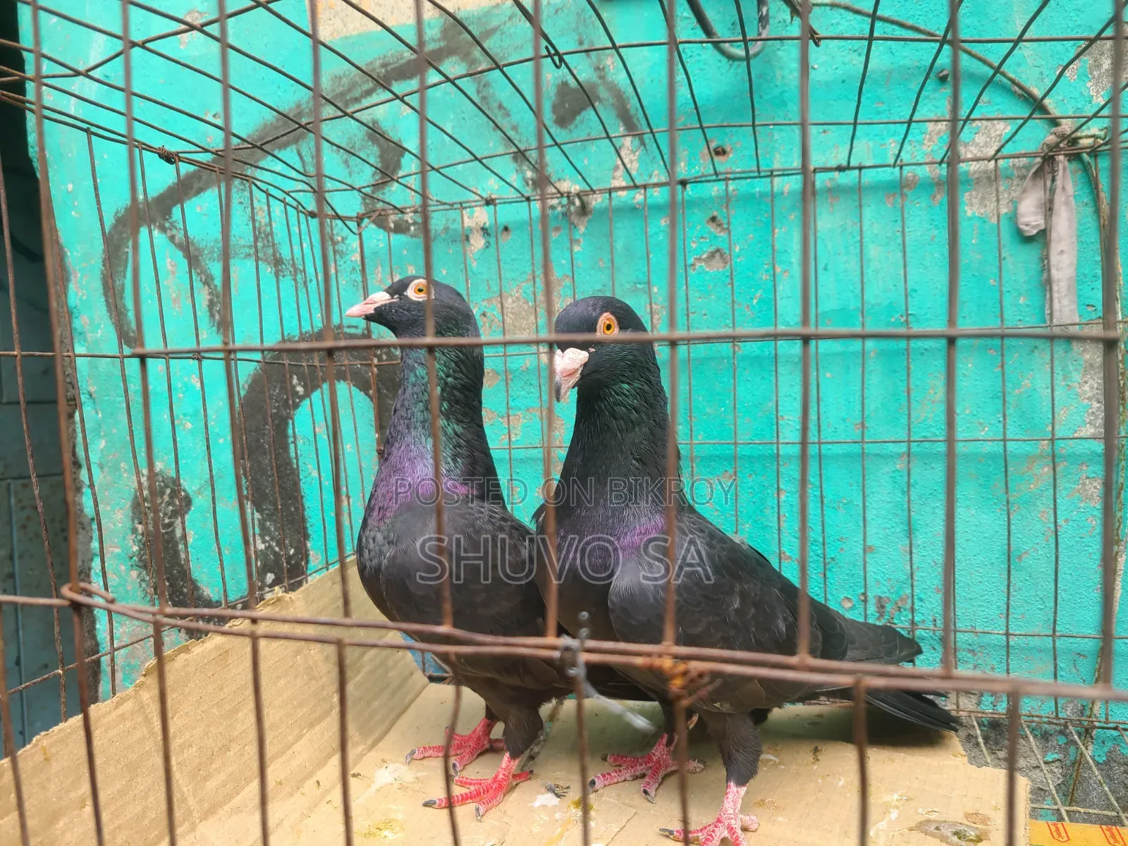 Racer Pigeon