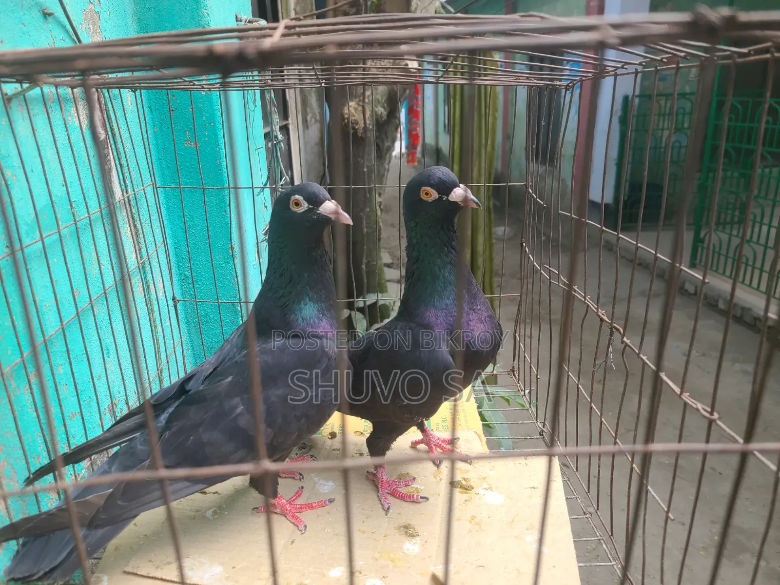 Racer Pigeon