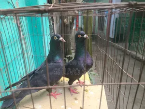 Racer Pigeon