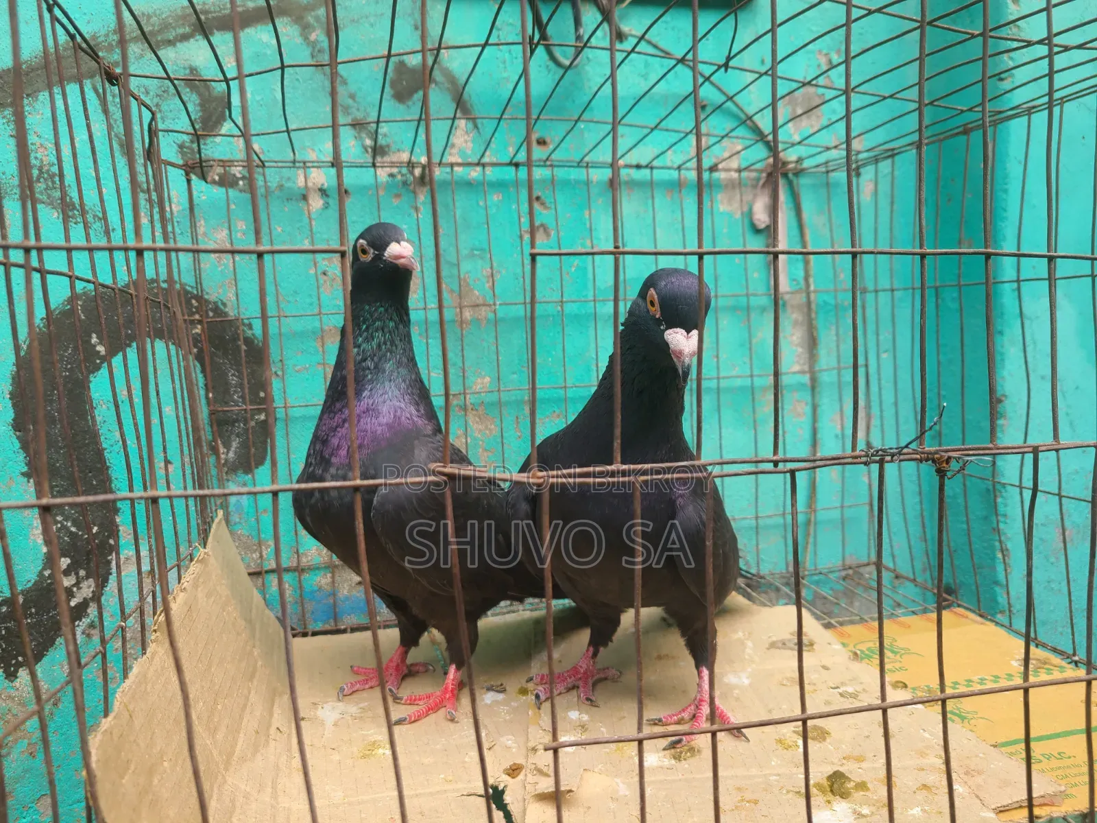 Racer Pigeon