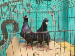 Racer Pigeon