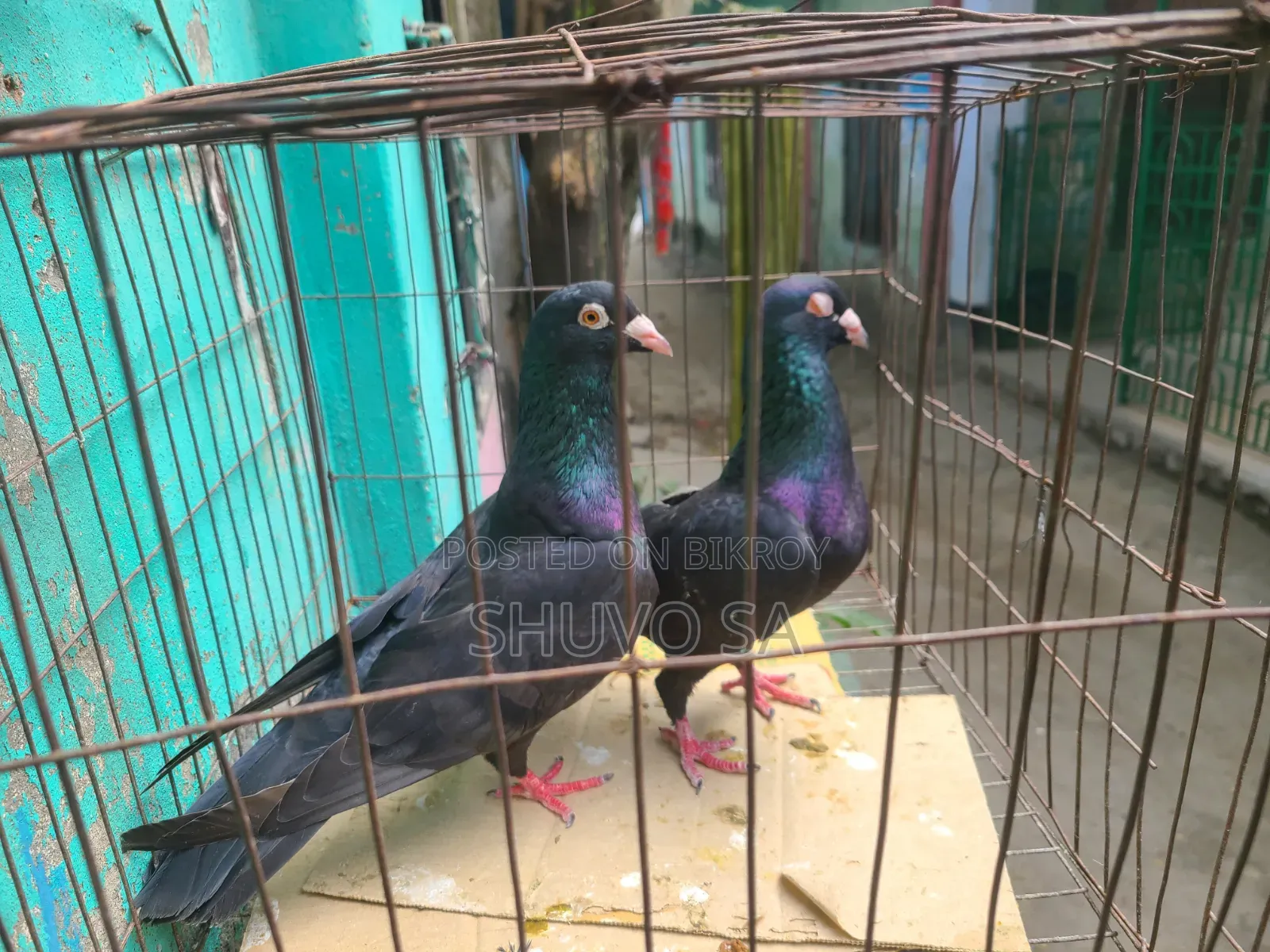Racer Pigeon