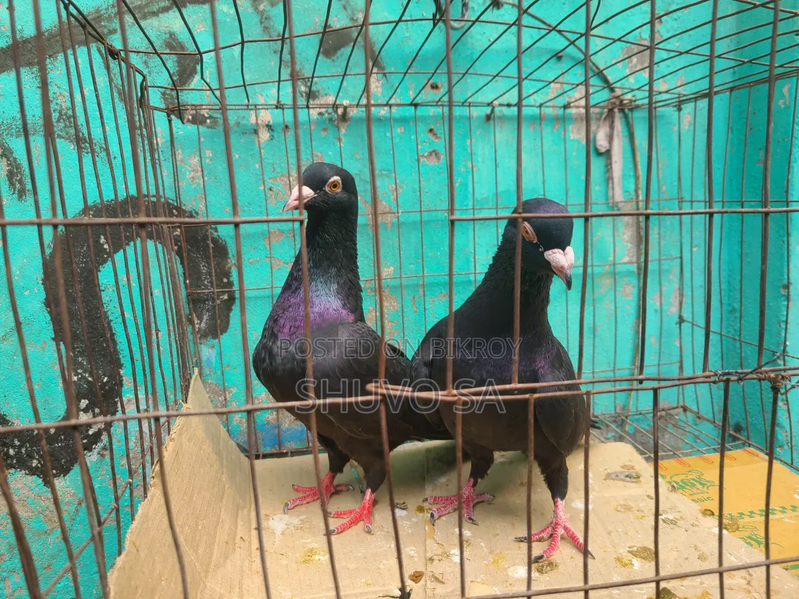 Racer Pigeon
