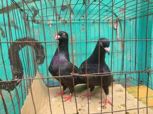 Racer Pigeon