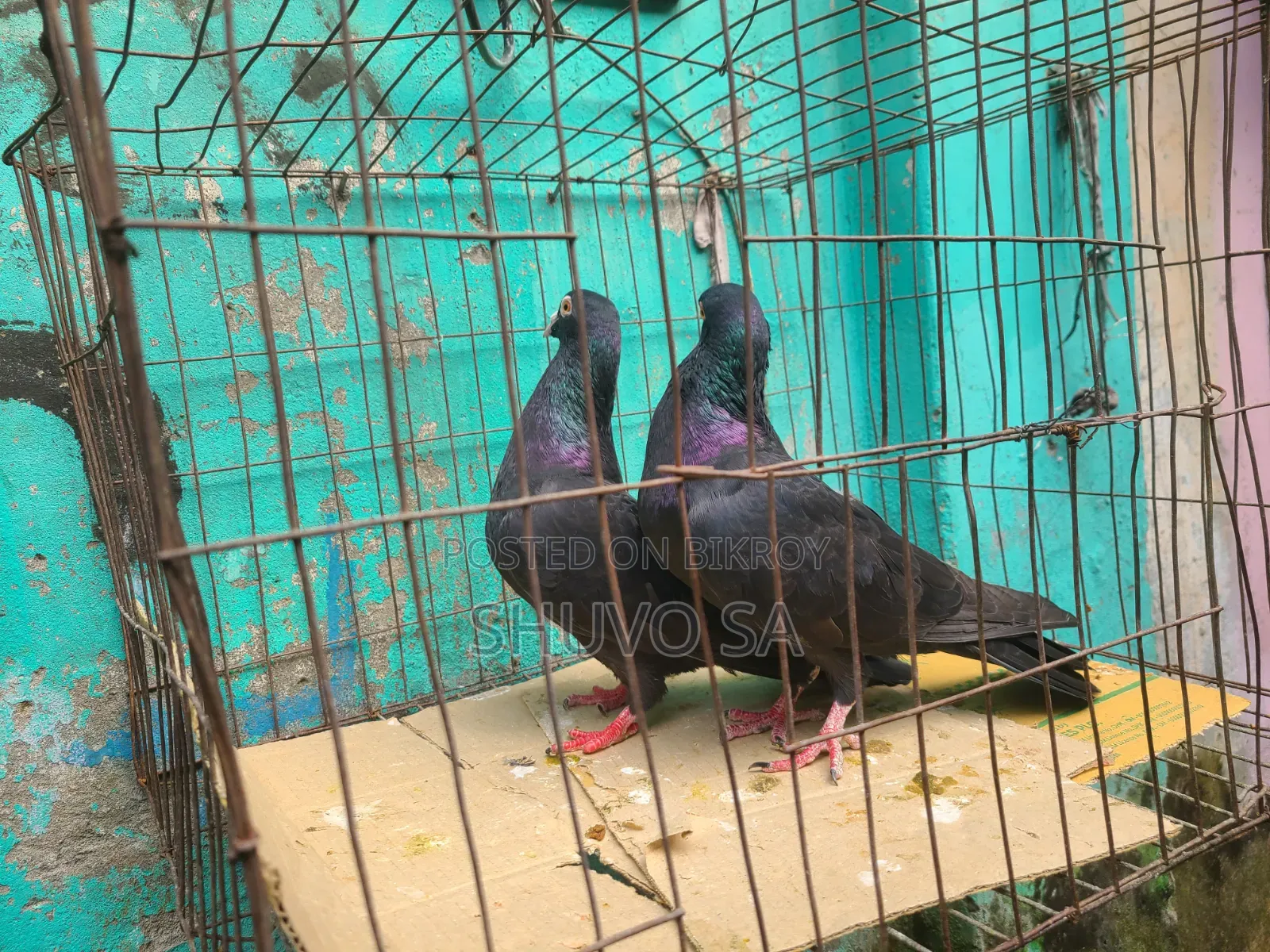 Racer Pigeon