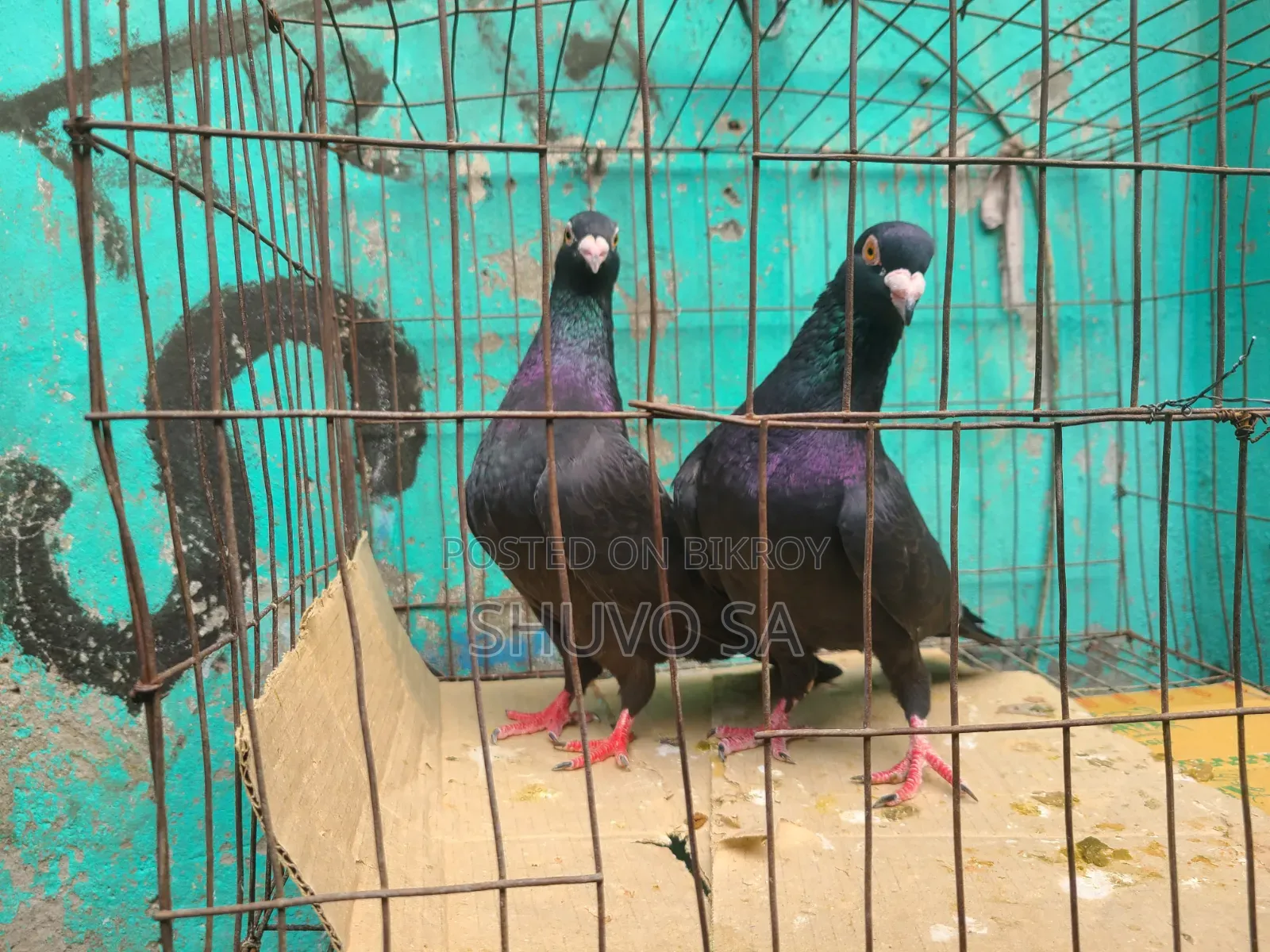 Racer Pigeon