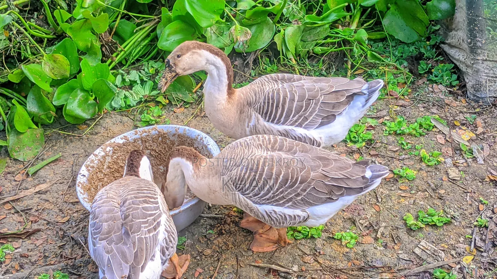 Rajhans goose for sale