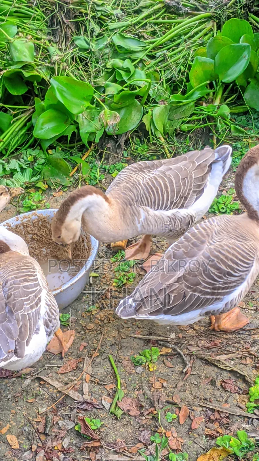 Rajhans goose for sale