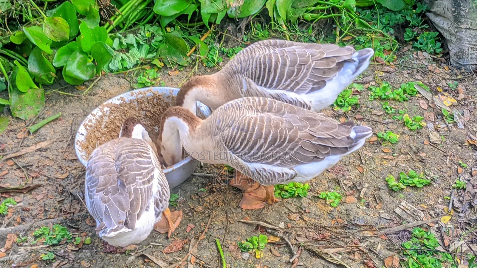Rajhans goose for sale