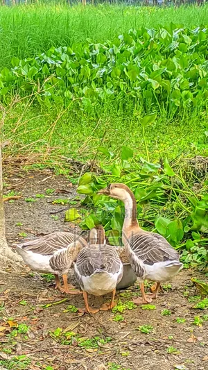 Rajhans goose for sale