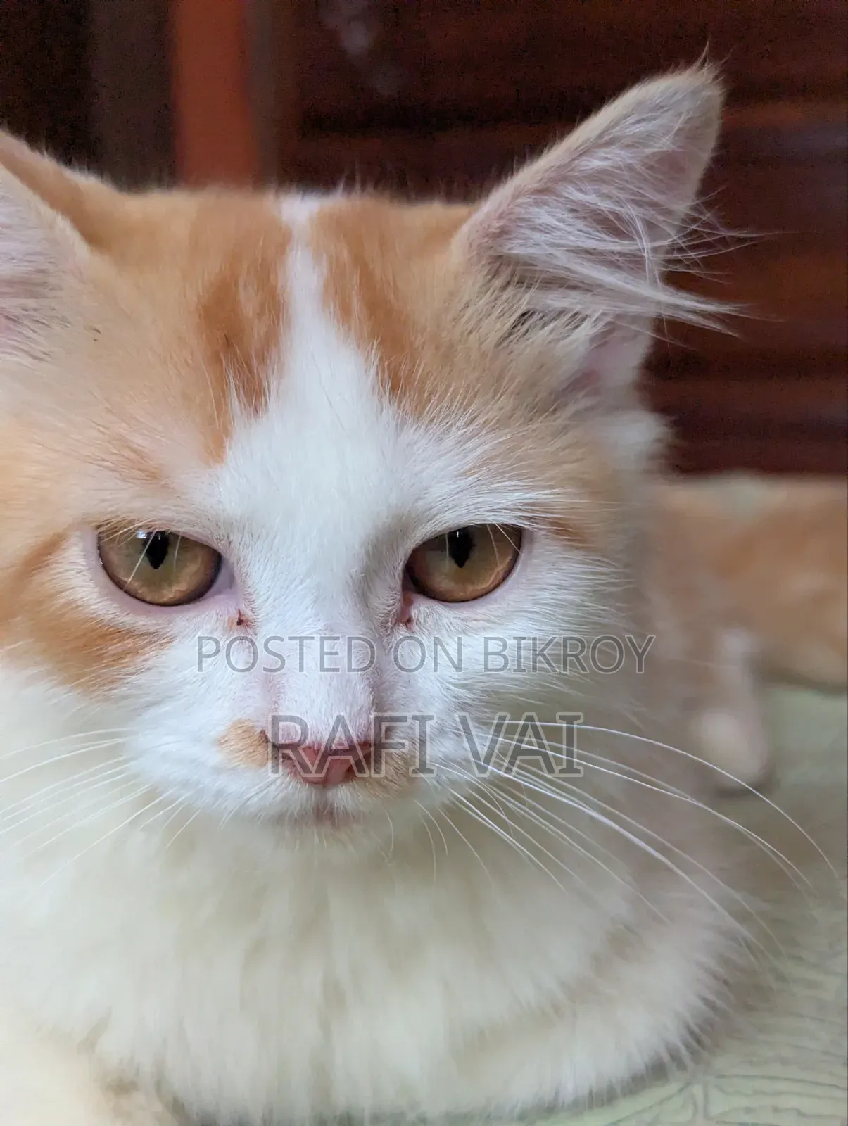3-6 months Male Mixed Breed Persian