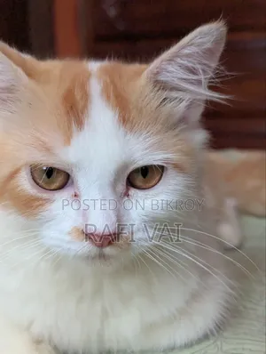 3-6 months Male Mixed Breed Persian