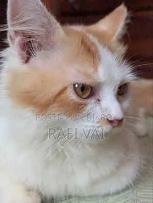 3-6 months Male Mixed Breed Persian