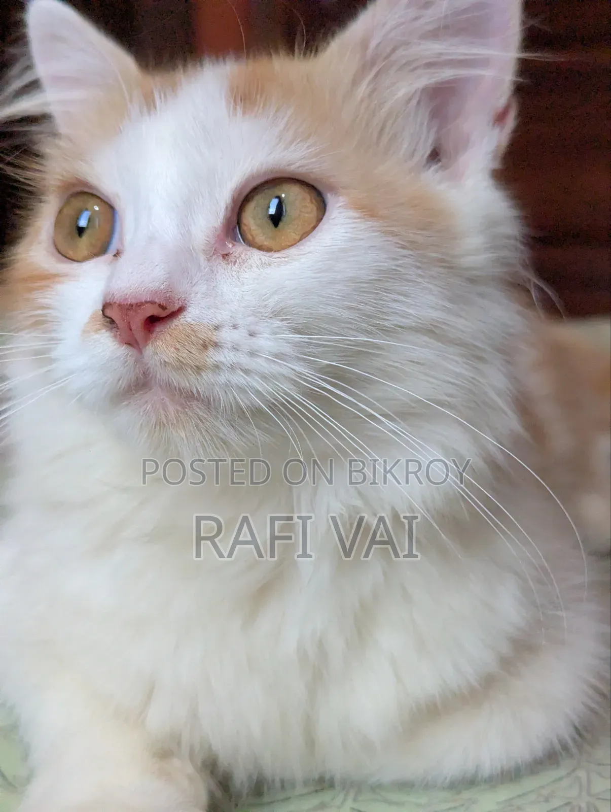 3-6 months Male Mixed Breed Persian