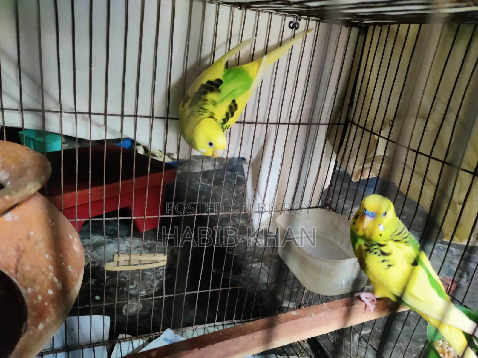Pied Budgerigar
