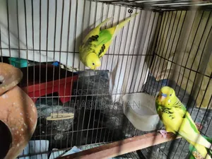 Pied Budgerigar