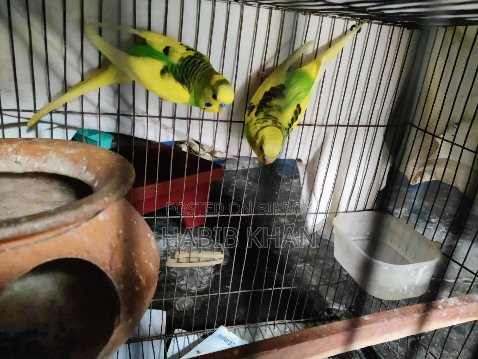 Pied Budgerigar