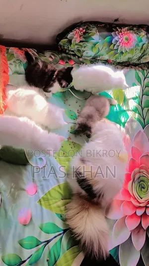 ১-৩ মাস বয়সী পুরুষ পিওরব্রেড পার্সিয়ান