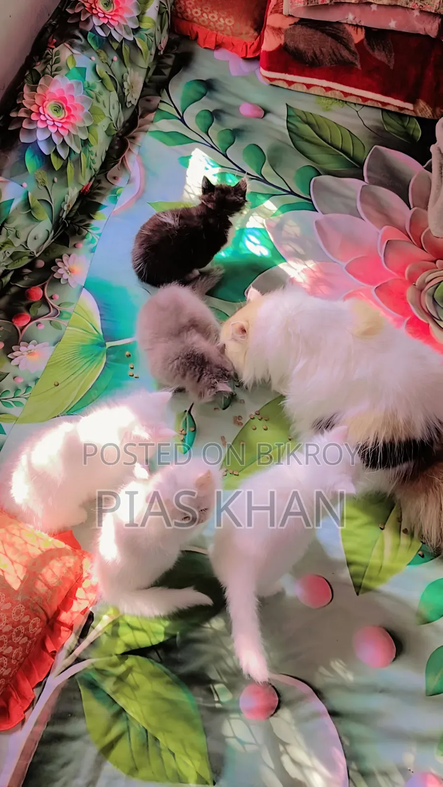 ১-৩ মাস বয়সী পুরুষ পিওরব্রেড পার্সিয়ান