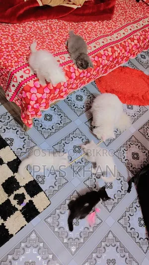 ১-৩ মাস বয়সী পুরুষ পিওরব্রেড পার্সিয়ান