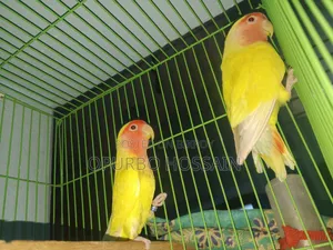 Lovebird Bird