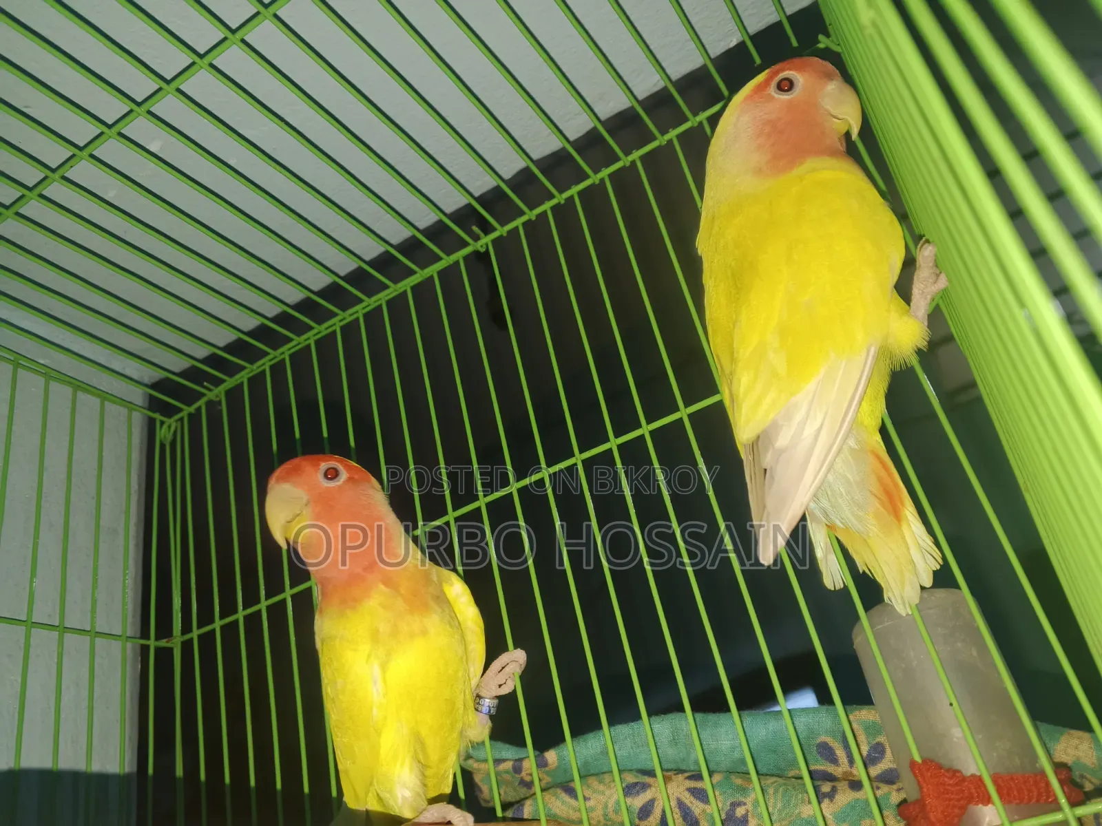 Lovebird Bird