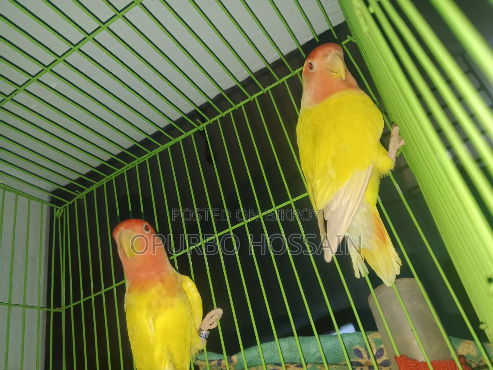 Lovebird Bird