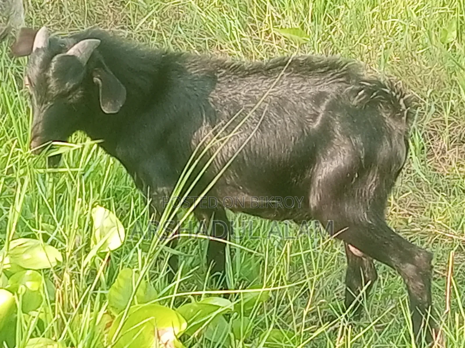 ছাগল বিক্রি