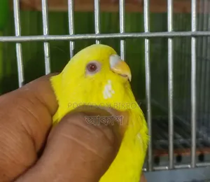 Lutino Bird