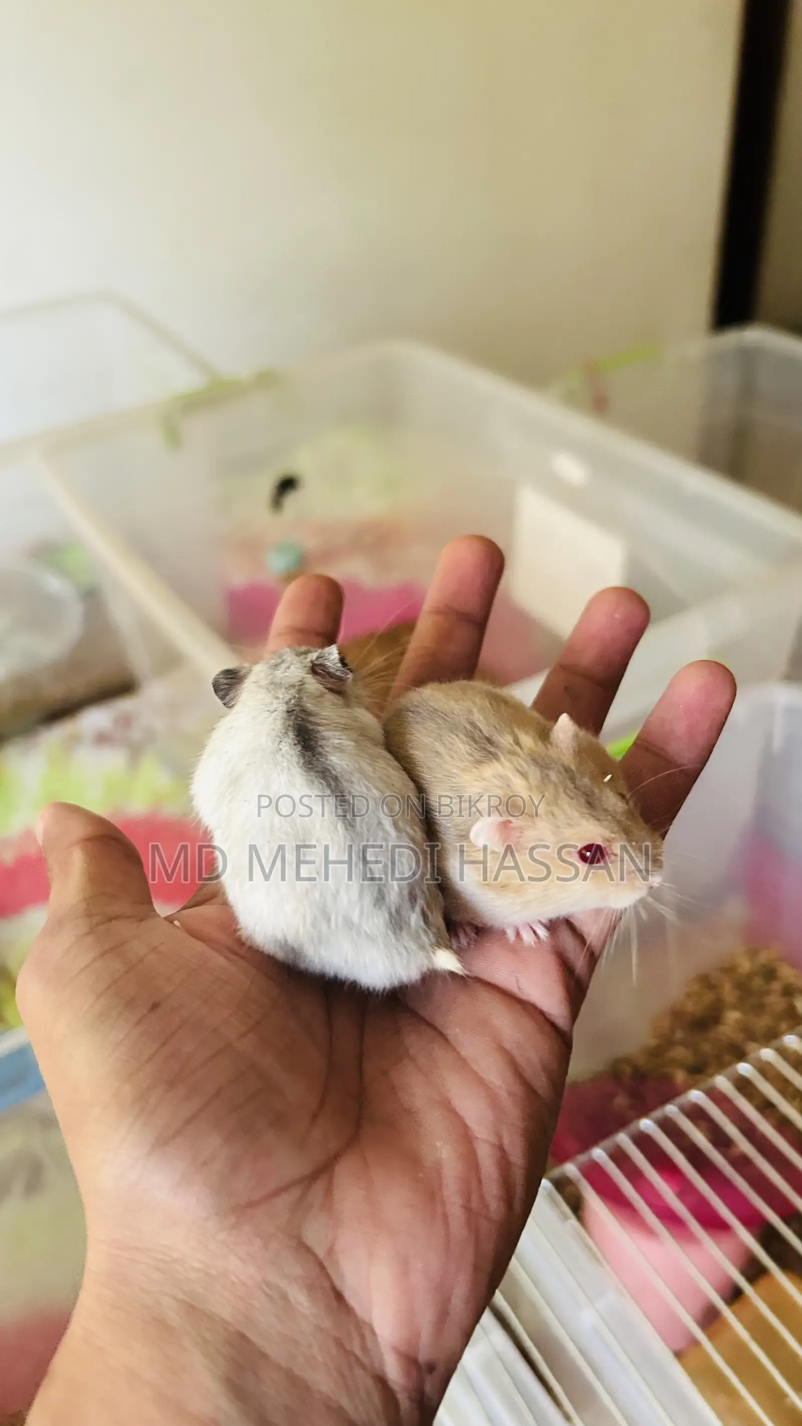 Winter White Hamster
