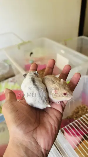 Winter White Hamster