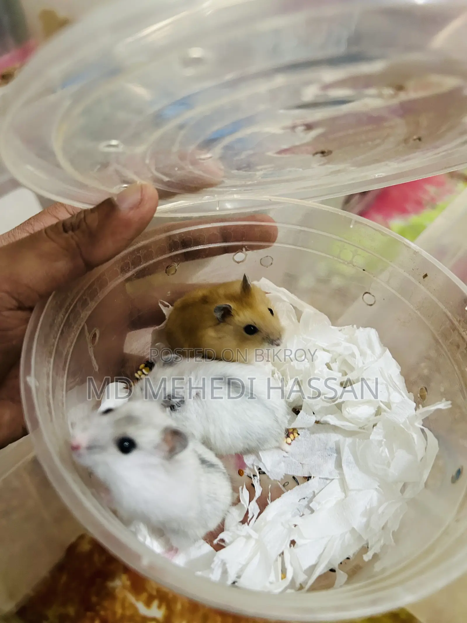 Winter White Hamster