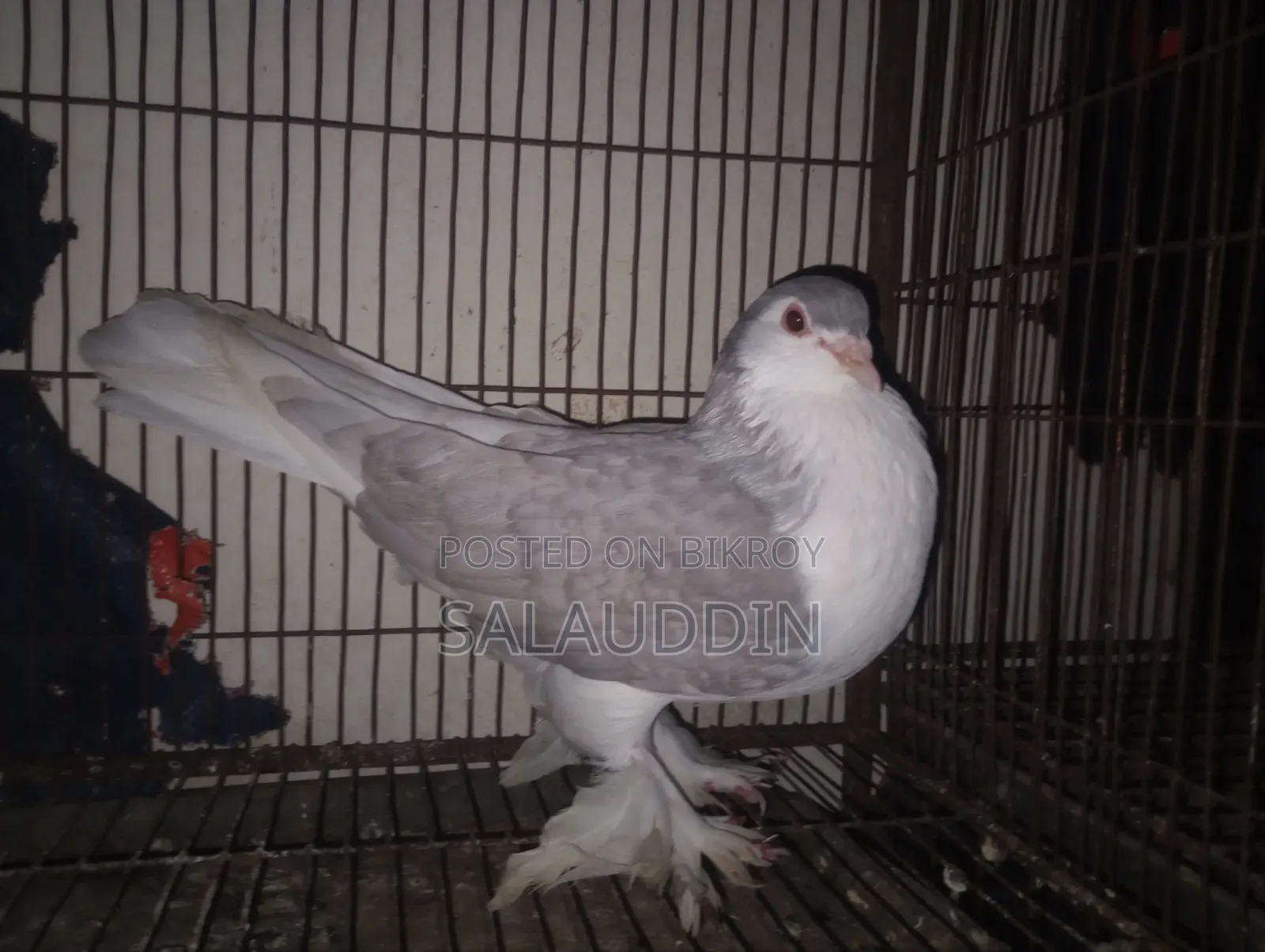 Silver Sirazi Female Pigeon