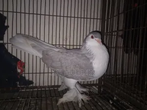 Silver Sirazi Female Pigeon
