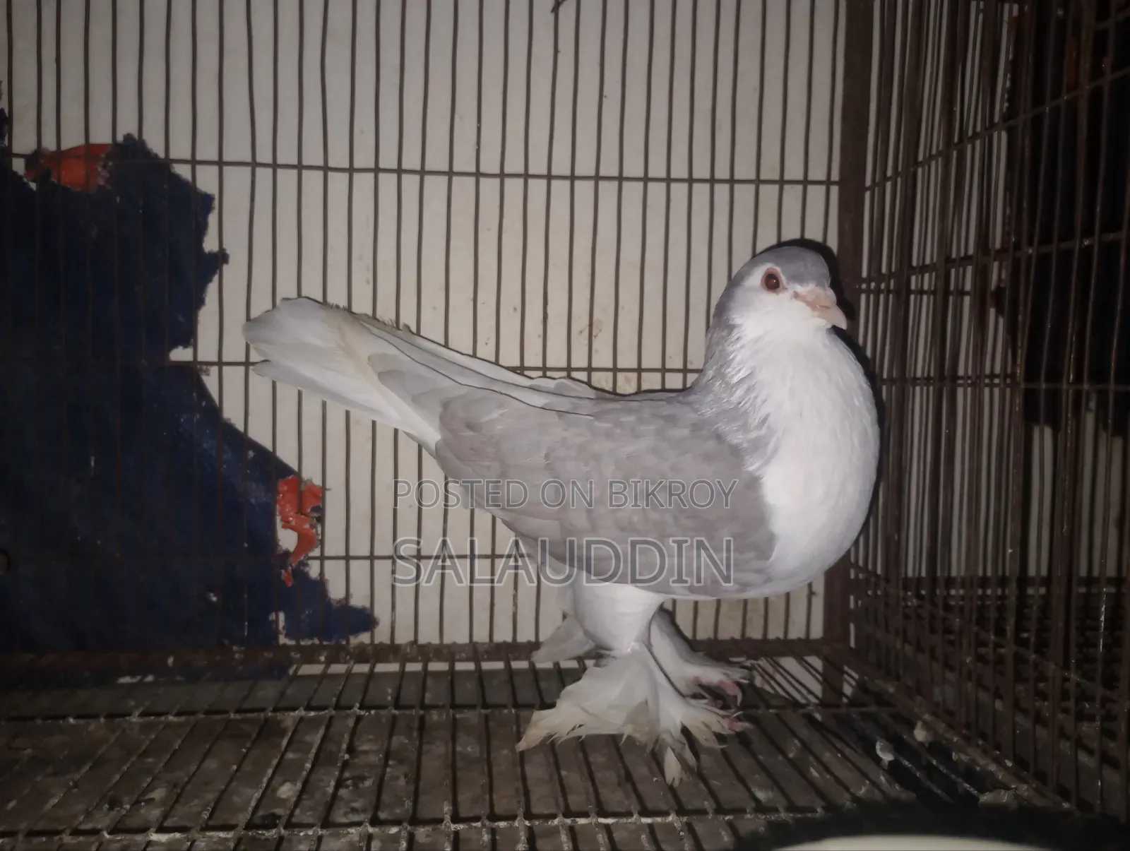 Silver Sirazi Female Pigeon